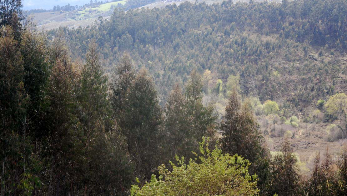 ¿Existe política forestal en Cantabria?