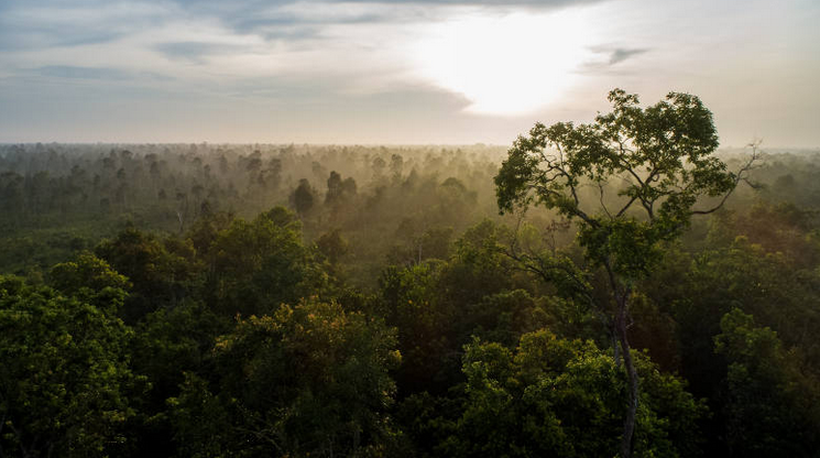 Colocar a los bosques en la agenda mundial es una necesidad urgente