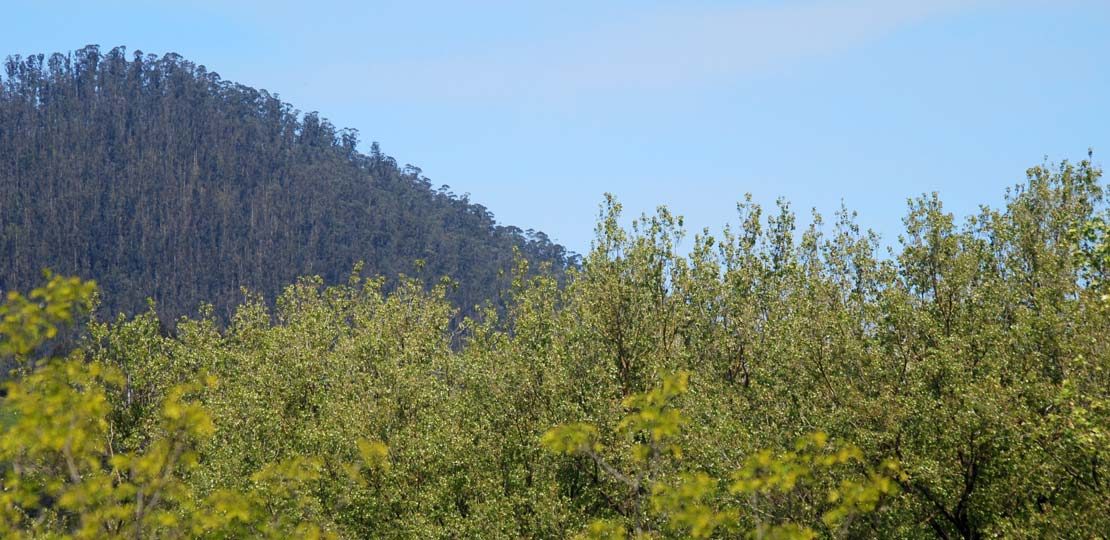 gestion subvenciones tecnico forestal cantabria